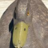 Vintage Duck Decoy by the General Fibre Co. - Image 5
